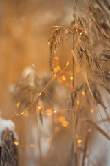  Garland on the ears in winter