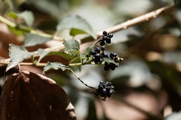 Fruits of a desert rose, Lantana camara,