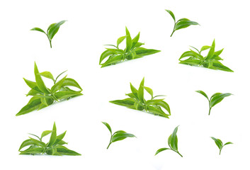 Green tea leaf collection isolated on white background