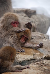 Snow Monkeys in Japan