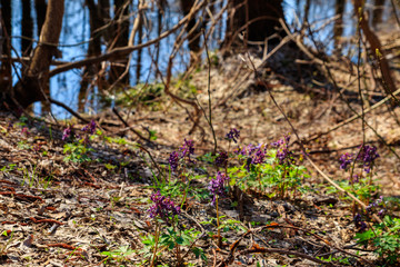 Naklejka na ściany i meble Purple corydalis flowers in forest at spring