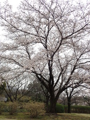 日本の桜の木