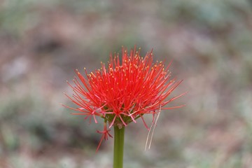 Flower of a blood lily, Scadoxus multiflorus