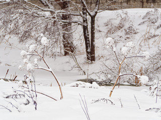 Angelica. Angelica frozen. Winter landscape, the nature of the Moscow region.