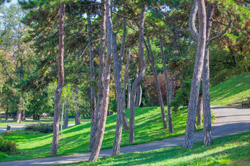 Obraz premium green park with coniferous trees