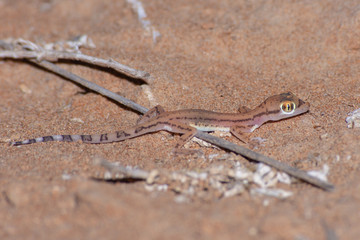 Arabian Sand Gecko (Trigonodactylus arabicus) at night in the United Arab Emirates desert.