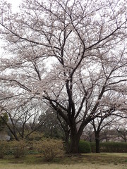 Fototapeta na wymiar 日本の桜の木