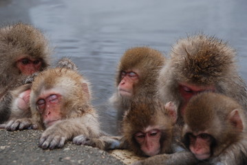 Snow Monkeys in Japan