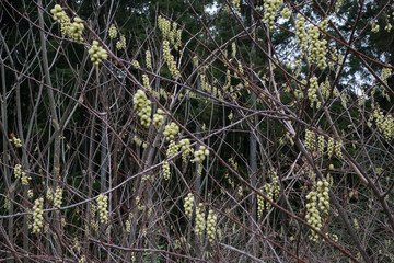 Early spiketail flowers