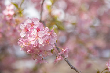 Fototapeta premium 河津桜