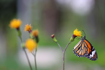 Closeup to butterfly on the flower (Common tiger butterfly)