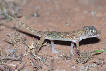 Middle Eastern Short-Fingered Gecko (Stenodactylus doriae)