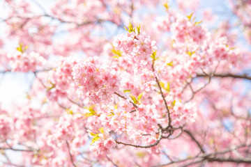 河津桜