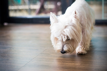 Cute West Highland White Terrier playing on a wooden floor in home,copy space.