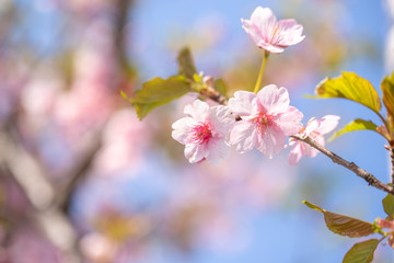 河津桜
