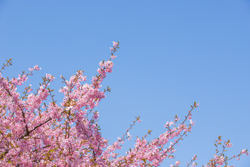 河津桜