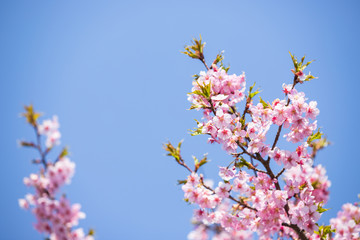 河津桜
