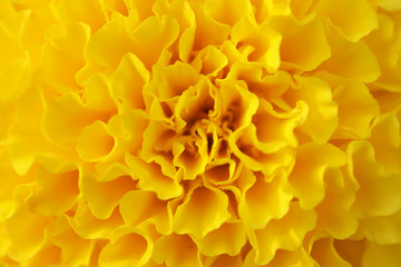 Close up of beautiful Marigold flower in the winter garden.