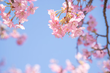 河津桜