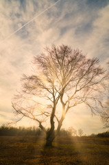 Fototapeta na wymiar Lonely tree on sunlight