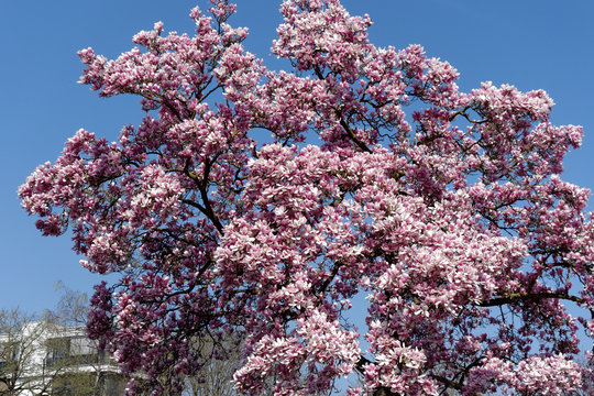 A cherry blossom is a flower of several trees of genus Prunus, particularly the Japanese cherry. Macro photography.