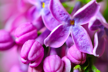 Spring Lilac violet flowers or Syringa vulgaris for spring blossom background. Copy space.