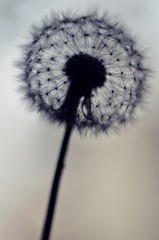 Silhouette of Dandelion with selective focus on seeds and copy space for text.