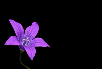 Fototapeta na wymiar Delicate purple field bell on a contrasting black background with negative space