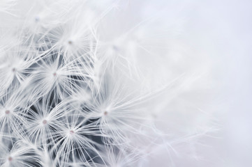 Close up of Dandelion seeds for background. Copy space for text. Selective soft focus.