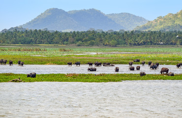 Impression of Sri Lanka