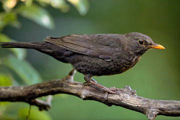 Amsel