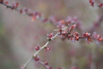 Gewöhnliche Berberitze (Berberis vulgaris)