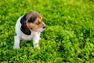 Beautiful beagle puppy on the green grass