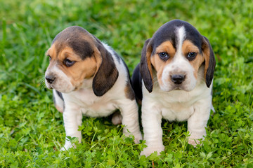 Beautiful beagle puppies on the green grass