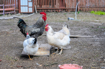 Fototapeta na wymiar hen and chickens