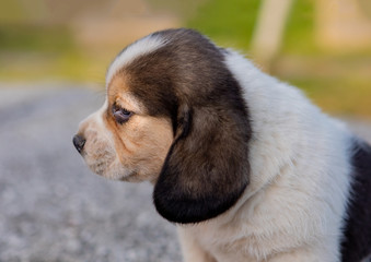 Beautiful beagle puppy in the garden