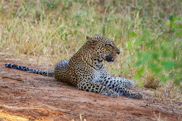 Leopard Panthera pardus lying down resting side face profile eyes sharp canine teeth long whiskers Samburu National Reserve Kenya East Africa. big five cat