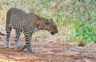 Leopard Panthera pardus big cat moving walking with motion blur of paw Side view face head body intense look Samburu National Reserve Kenya East Africa safari animal big five