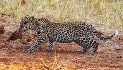 Leopard cub panthera pardus walking side view Samburu Kenya