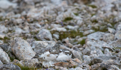 two cute rock ptarmigan in the mountains
