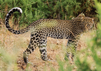 Leopard Panthera Pardus side full body face looking back eyes long whiskers tail curled up partially hidden by tall grass Samburu National Reserve Kenya East Africa vulnerable species