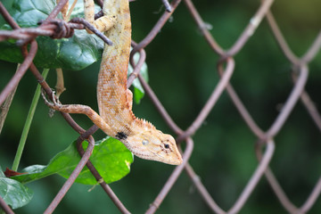 Garden Lizard animal wildlife on fence in the garden nature background