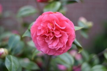 Garten-Kamelie - rosa Bl&uuml;te