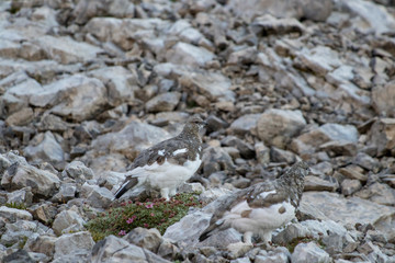 two rock ptarmigan on the rocks