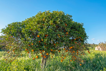 Fototapeta na wymiar Orange tree in the countryside from Portugal