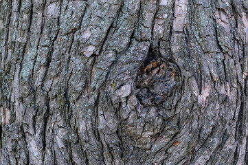 bark of a tree