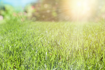 Green grass with sun light, nature background