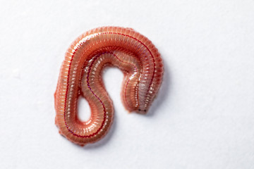 Sand Worm (Perinereis sp.) is the same species as sea worms (Polychaete), Living in a beach area...