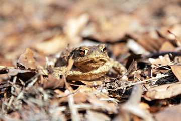 Erdkröte