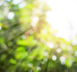 Obraz premium Abstract blurred greenery foliage background with sun light